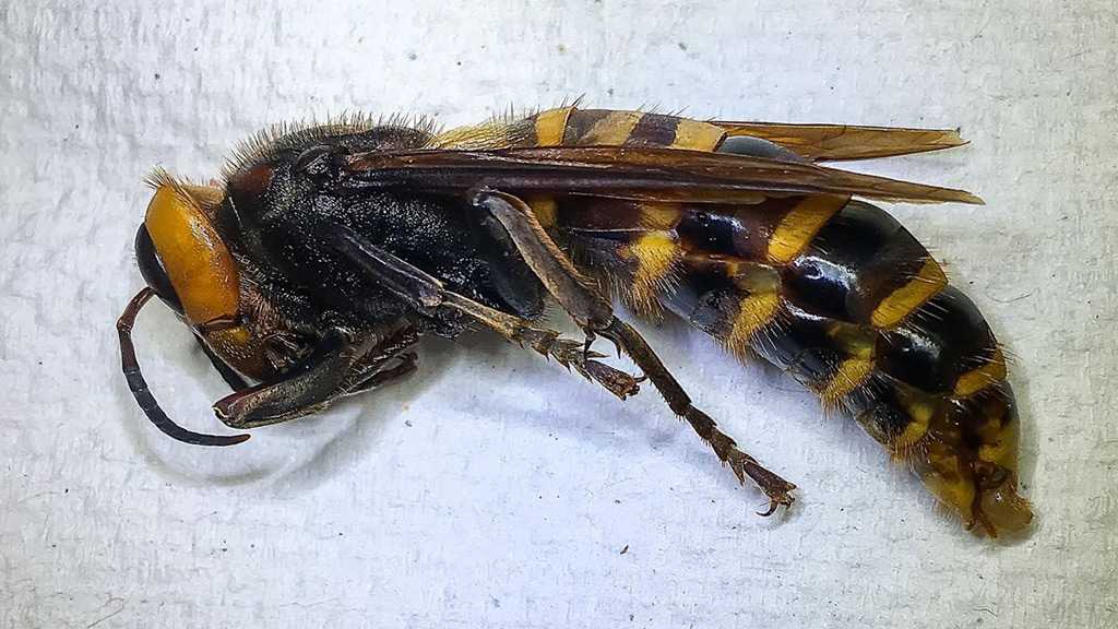 First “Murder Hornet” Captured in Washington