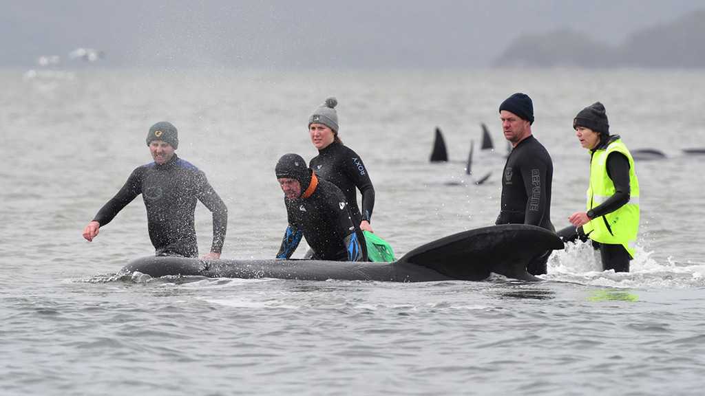 Rescuers Battle to Save 270 Whales Stranded in Australia