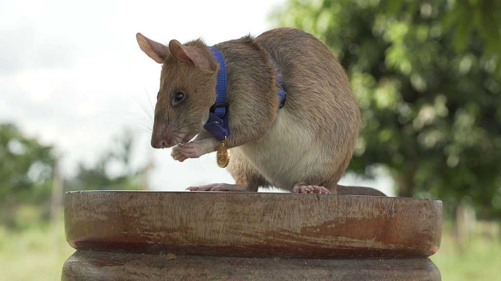 Rat Awarded Medal for Detecting Landmines in Cambodia
