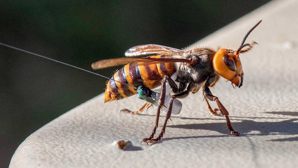 First Nest of Invasive Asian Giant Hornets Finally Located in Washington State