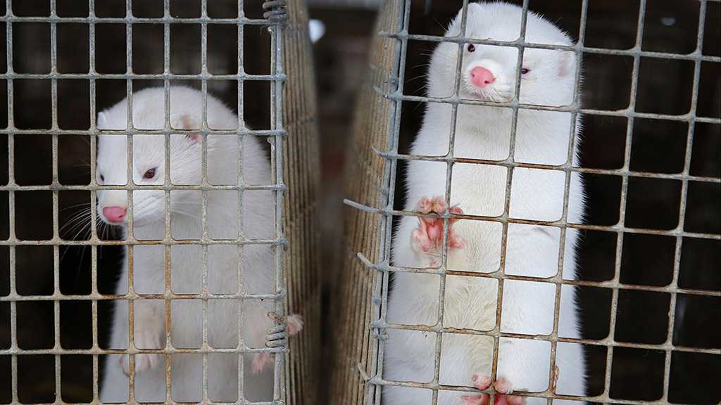 Denmark to Put Down All of Its Farmed Mink Over Mutated Coronavirus