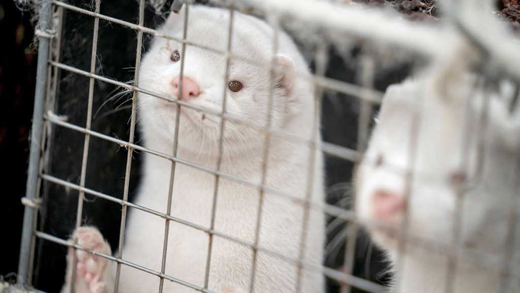 Danish Gov’t Secures Majority to Complete ’Messy’ Mink Slaughter