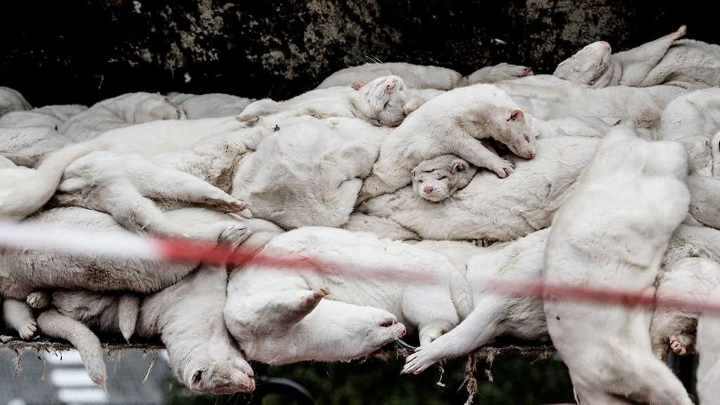 Swollen Mink Cadavers Emerge From Their Graves in Denmark