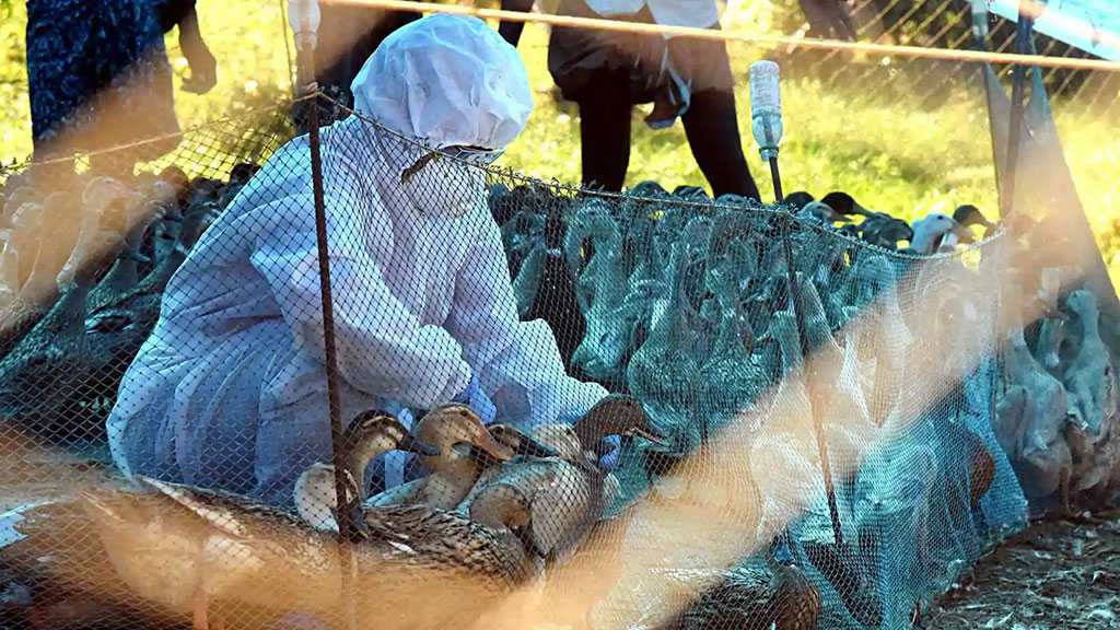 Indian Gov’t Asks States to be Cautious in Light of Bird Flu
