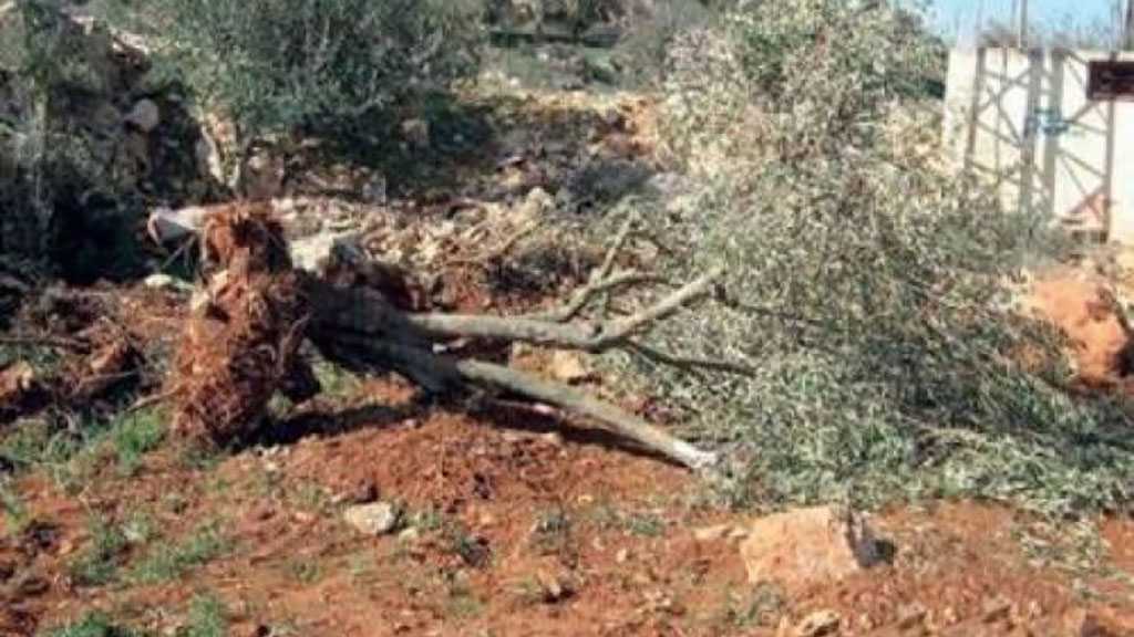IOF Destroys Nature Reserve, Uproots 10k Trees