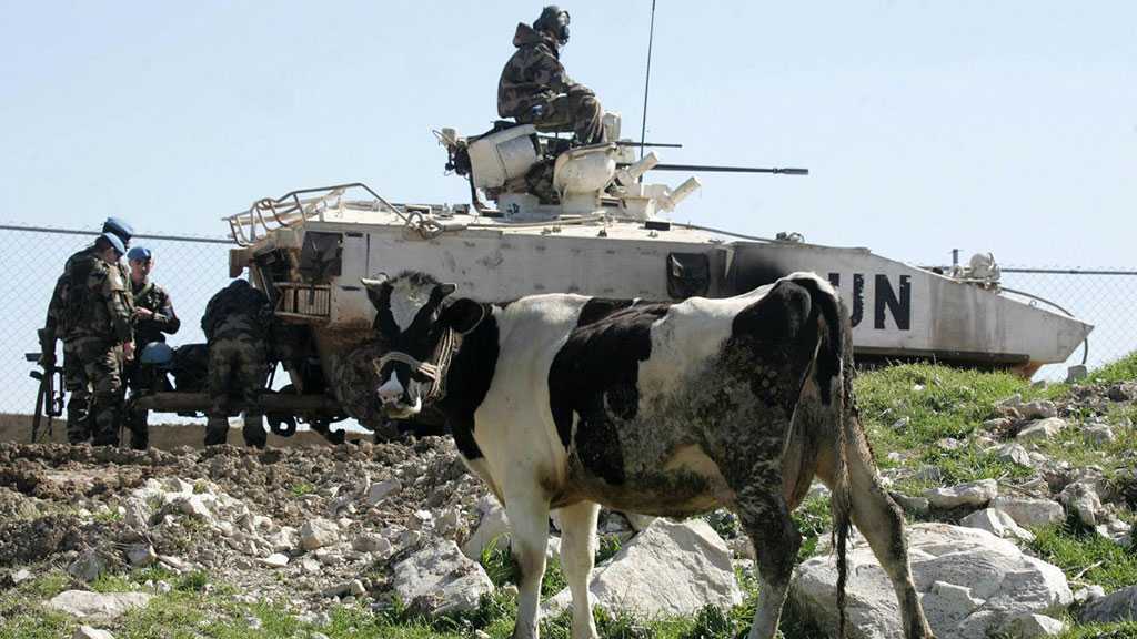 “Israel” Returns Three of Seven Cows to Lebanon