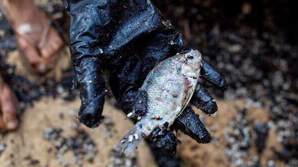 ‘Israel’ To Ban Seafood Following Devastating Oil Spill in Mediterranean
