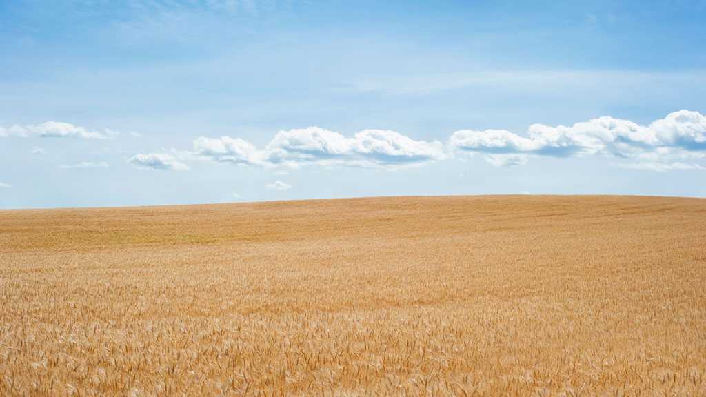 US Military Smuggling Wheat Crops from Syria’s Hasakah Into Iraq