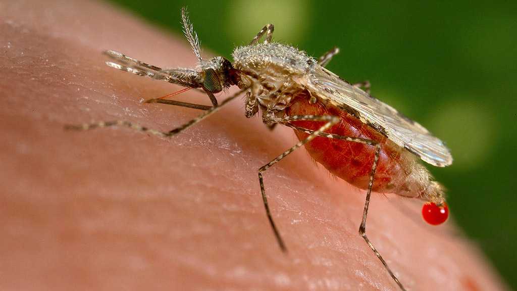 Oxford Malaria Vaccine Proves Highly Effective in Burkina Faso Trial