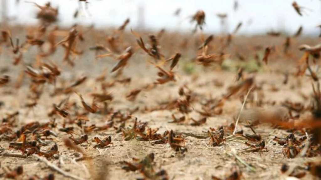 Lebanese Army Helicopters Fight Off Locusts