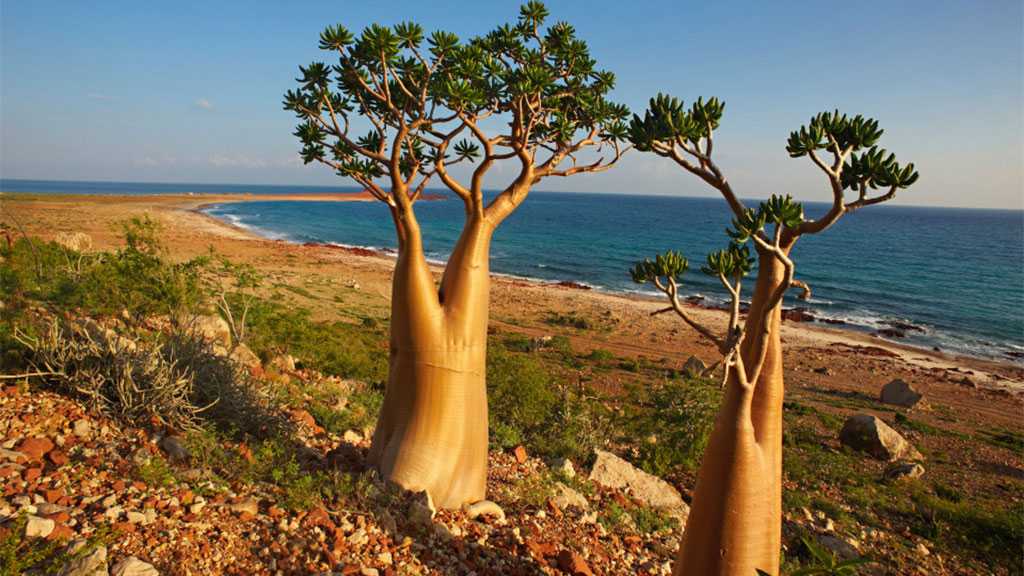 Yemen Censures UAE’s Transferring of ‘Israeli’ Tourists to Socotra Island