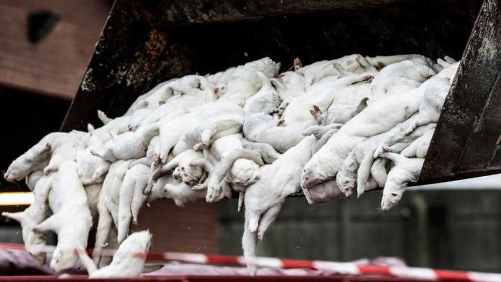 Danish PM Faces Impeachment over Slaughter of 15 Mln Mink 