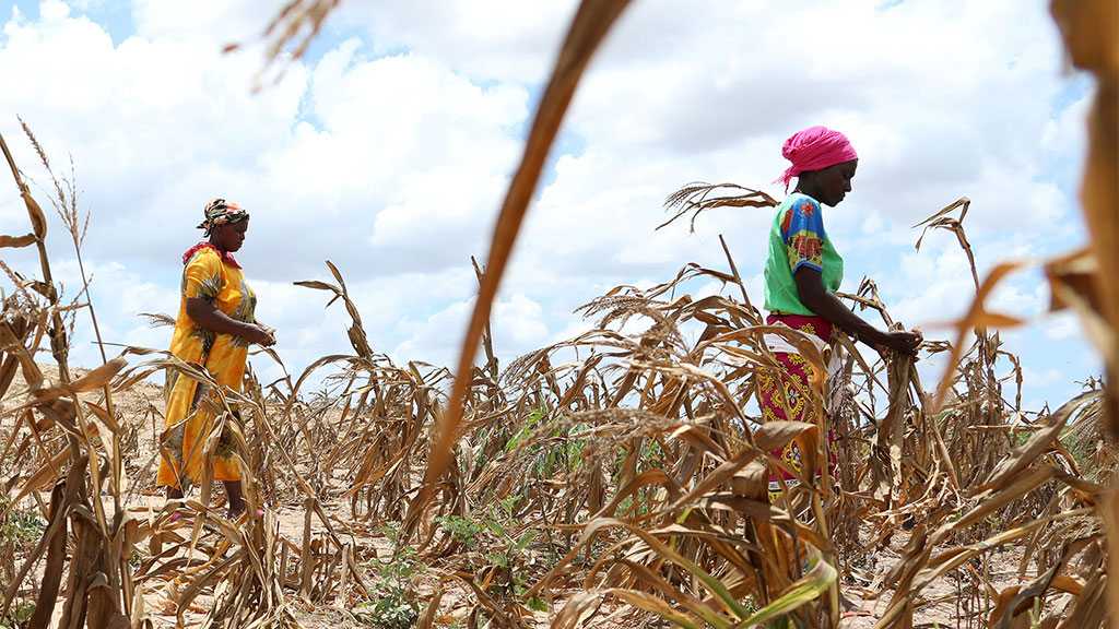 Worst Drought in 40 Years Threatens Millions in Horn of Africa - WFP