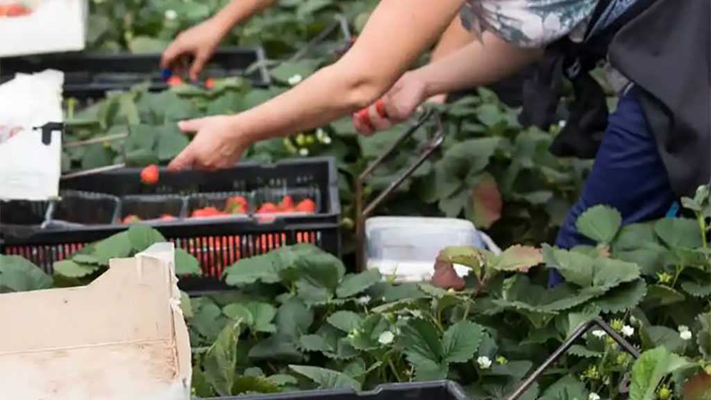 Ukrainians Escape ‘Slave Conditions’ On UK Farms – Media