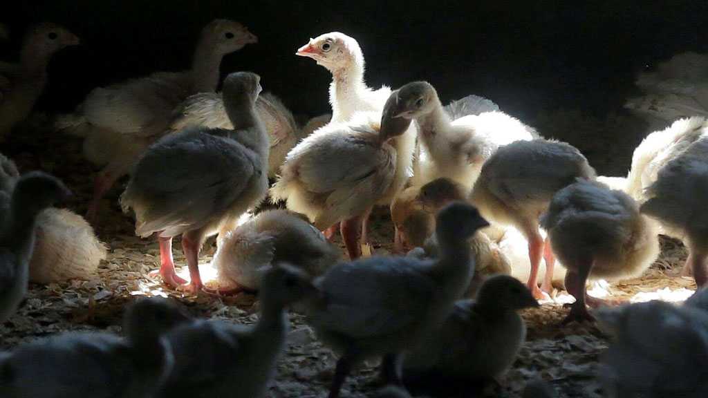 France: Record 16 million Birds Culled in Flu Outbreak