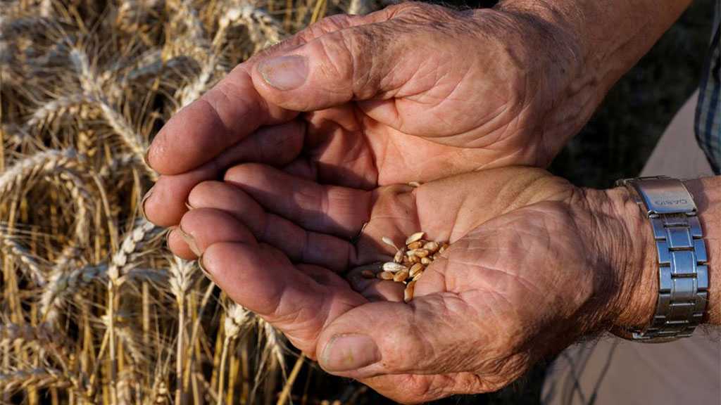 Ukraine War ‘Aggravating’ Existing Global Food Crisis - UN