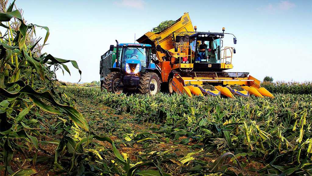 Labor Shortages Hit UK Harvest