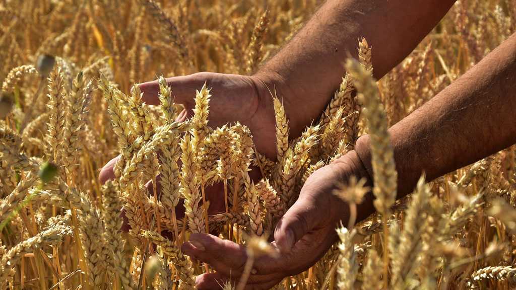 IMF: Inflation Leading to Horrifying Food Insecurity