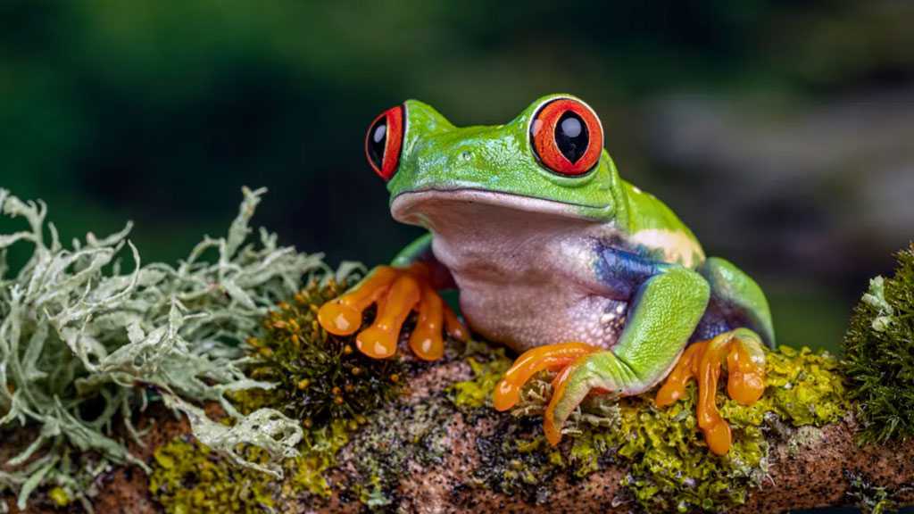 More Than 1 In 10 Species Could Be Lost by End of Century