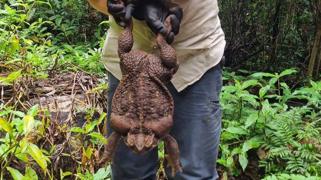 Record-Breaking 2.7kg Cane Toad Discovered in Australia