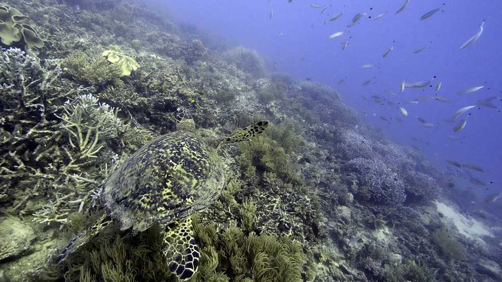 Over 190 Countries Reach Historic Deal to Protect Oceans
