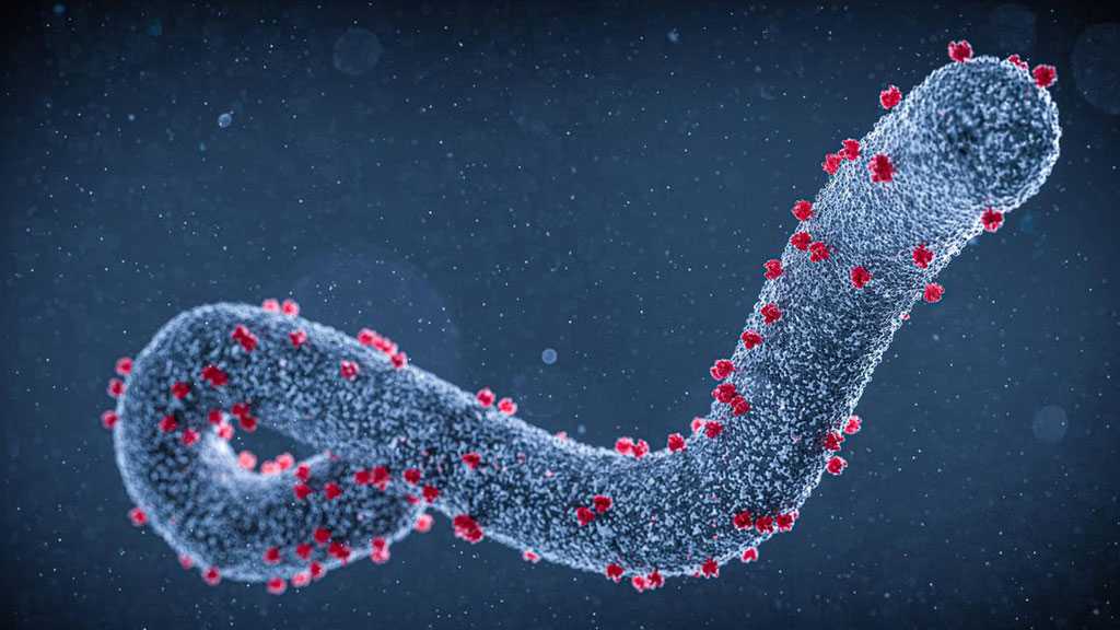 Marburg Virus Outbreak Reported in Africa