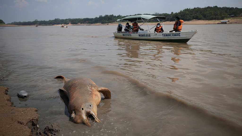 Deaths of 120 Amazon Dolphins Linked to Severe Drought, High Temperatures