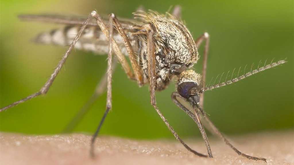 Dengue Will ’Take Off’ In Southern Europe, US, Africa This Decade - WHO Scientist